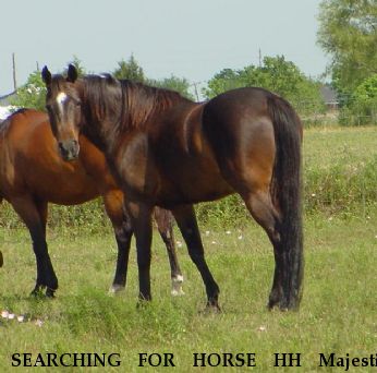 SEARCHING FOR HORSE HH Majestic Illusion, Near Jefferson, IA, 00000